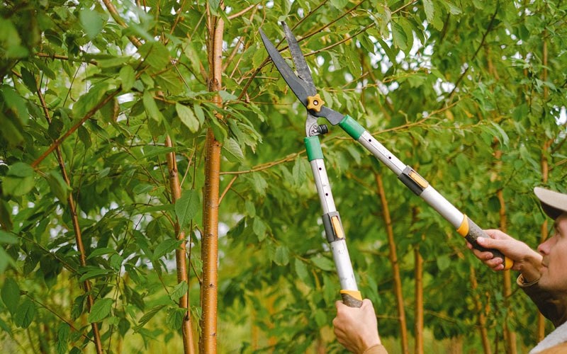 Tree trimming in Pickstown, SD