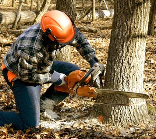 Tree Removal in Pickstown, SD